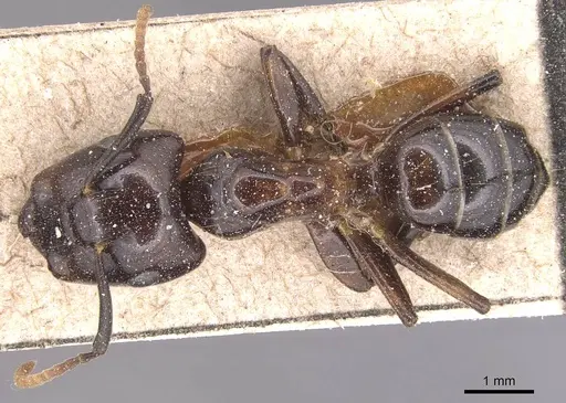 Camponotus beccarii specimen