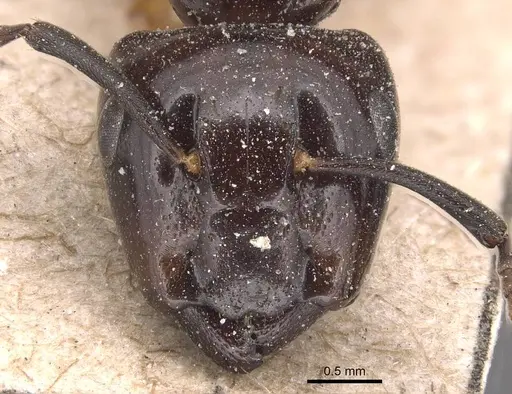 Camponotus beccarii specimen