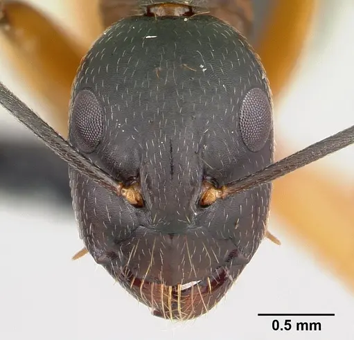 Camponotus becki specimen