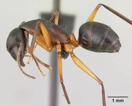 Camponotus becki specimen