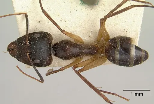 Camponotus becki - CASENT0101777