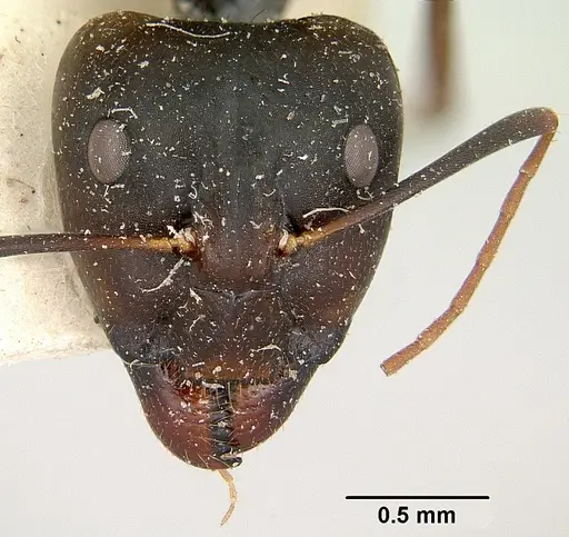 Camponotus becki - CASENT0101777