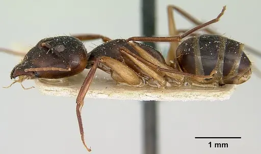 Camponotus becki - CASENT0101777