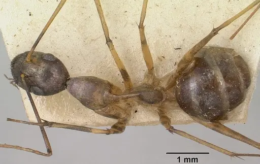 Camponotus becki - CASENT0101992