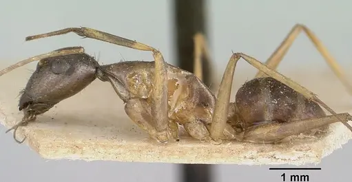 Camponotus becki - CASENT0101992