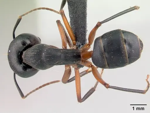 Camponotus becki - CASENT0179448