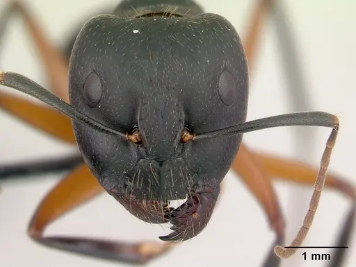 Camponotus becki - CASENT0179448