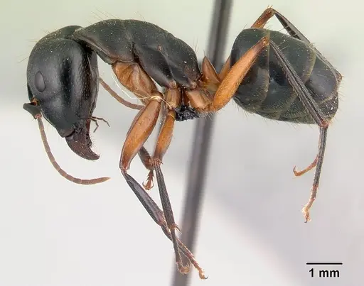 Camponotus becki - CASENT0179448