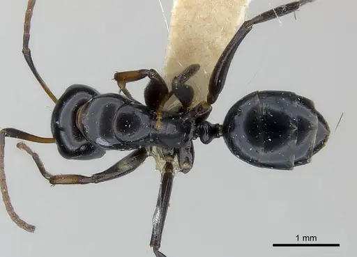 Camponotus bedoti specimen