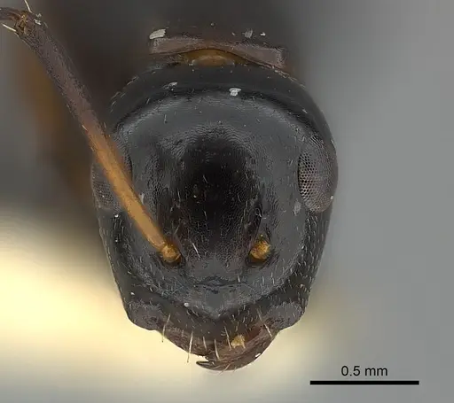 Camponotus bedoti specimen