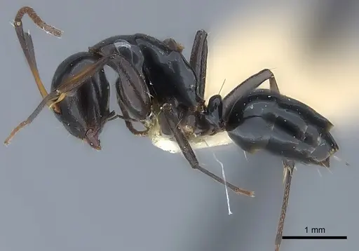Camponotus bedoti specimen