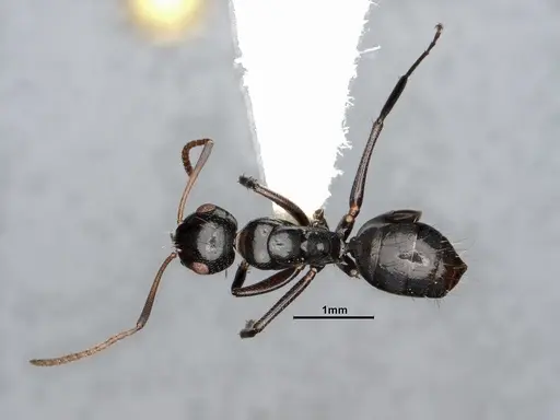 Camponotus bedoti - CASENT0885426