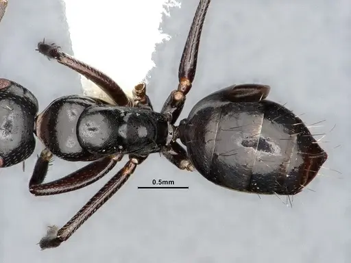 Camponotus bedoti - CASENT0885426