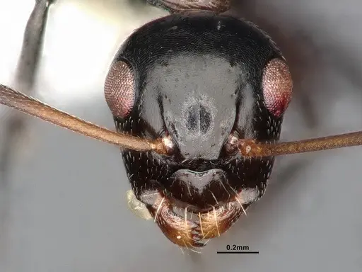 Camponotus bedoti - CASENT0885426