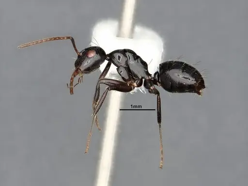 Camponotus bedoti - CASENT0885426