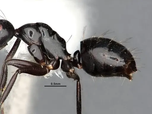 Camponotus bedoti - CASENT0885426