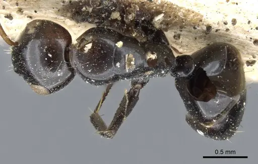 Camponotus bedoti - CASENT0905458