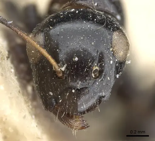Camponotus bedoti - CASENT0905458