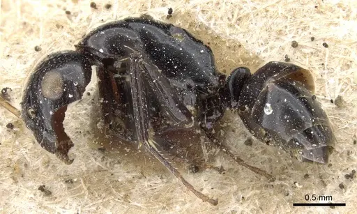 Camponotus bedoti - CASENT0905458