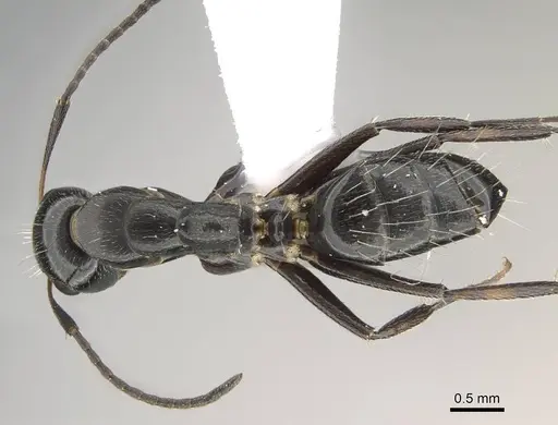 Camponotus bedoti - CASENT0919878