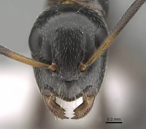 Camponotus bedoti - CASENT0919878