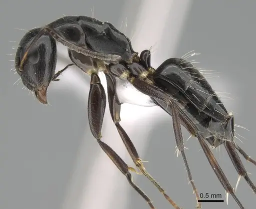 Camponotus bedoti - CASENT0919878