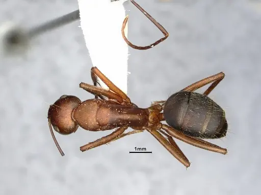 Camponotus bellacolor specimen