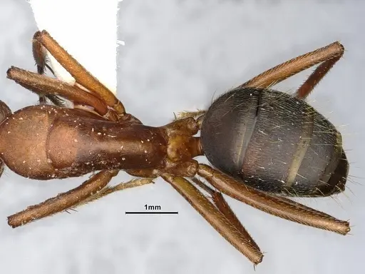 Camponotus bellacolor specimen