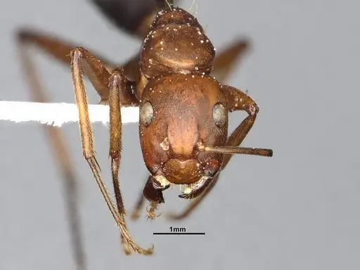 Camponotus bellacolor specimen