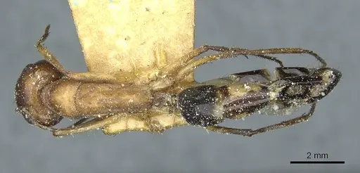 Camponotus belligerus specimen