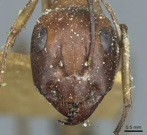 Camponotus belligerus specimen