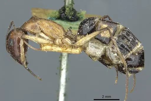 Camponotus belligerus specimen