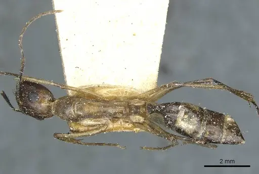 Camponotus belligerus - CASENT0911707