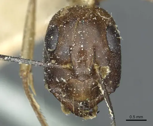 Camponotus belligerus - CASENT0911707