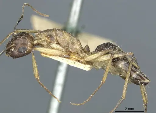 Camponotus belligerus - CASENT0911707