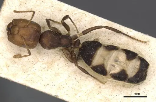 Camponotus bellus specimen