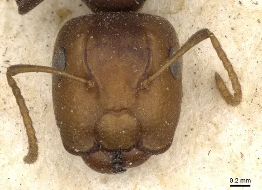 Camponotus bellus specimen