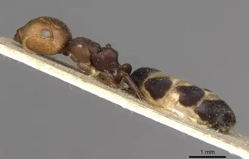 Camponotus bellus specimen