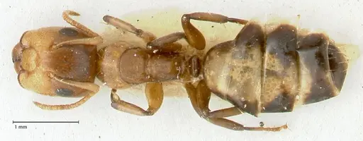 Camponotus bellus - FOCOL2289