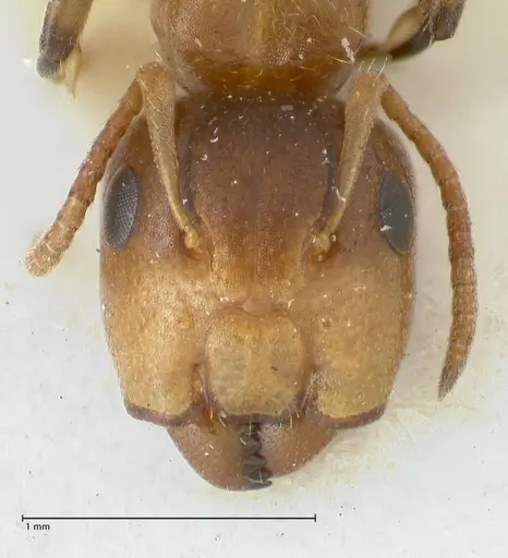 Camponotus bellus - FOCOL2289