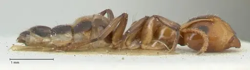 Camponotus bellus - FOCOL2289