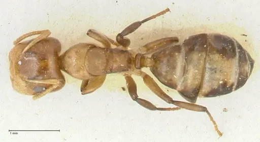 Camponotus bellus - FOCOL2290