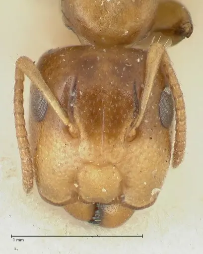 Camponotus bellus - FOCOL2290