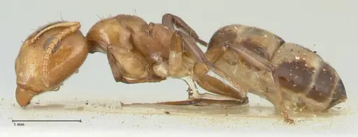 Camponotus bellus - FOCOL2290