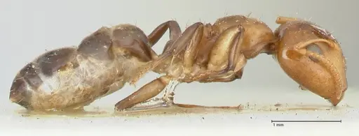 Camponotus bellus - FOCOL2290