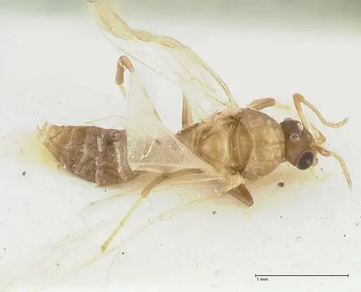 Camponotus bellus - FOCOL2291