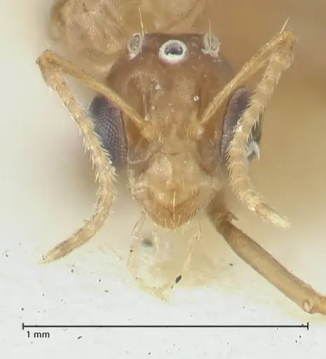 Camponotus bellus - FOCOL2291