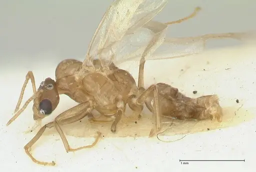 Camponotus bellus - FOCOL2291