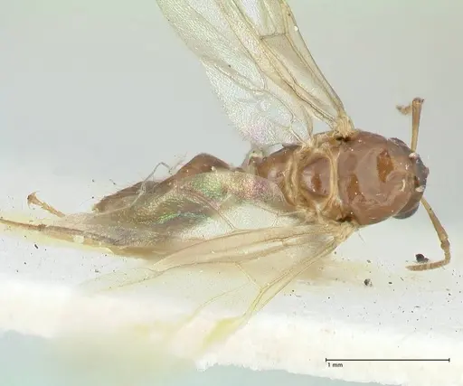 Camponotus bellus - FOCOL2292