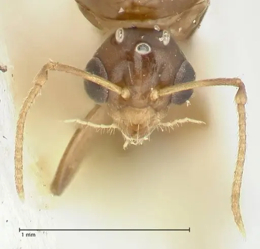 Camponotus bellus - FOCOL2292